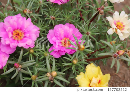 初夏花園裡盛開的粉紅色、黃色和白色馬齒莧花 127702212