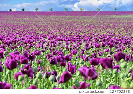 Beautiful purple flower with plant landscape in the field. Spring sunny day. Concept for nature and agriculture. Poppy (Papaver somniferum). Beautiful purple flower with plant landscape in the field. Spring sunny day. Concept for nature and agriculture. Poppy (Papaver somniferum). 127702278