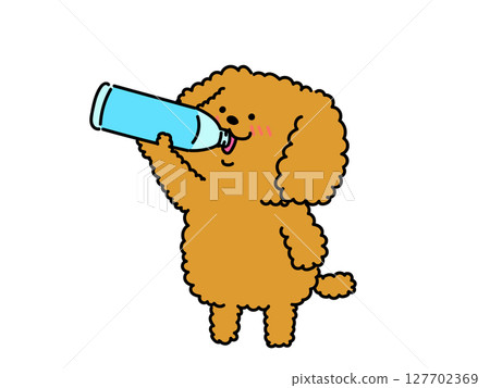 Poodle hydrating Poodle hydrating 127702369