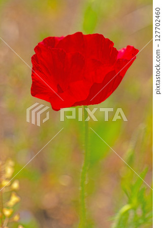 房屋周圍鮮花盛開，四季皆宜。初夏時節，公園的花園裡，五顏六色的罌粟花開始綻放。 127702460