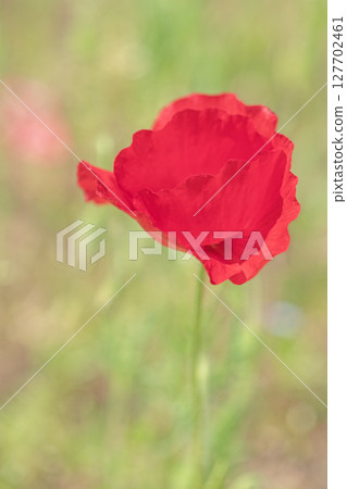 Flowers around the house, various seasons. Colorful poppies have started to bloom in the flower garden in the park in early summer. 127702461