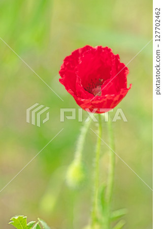 Flowers around the house, various seasons. Colorful poppies have started to bloom in the flower garden in the park in early summer. 127702462