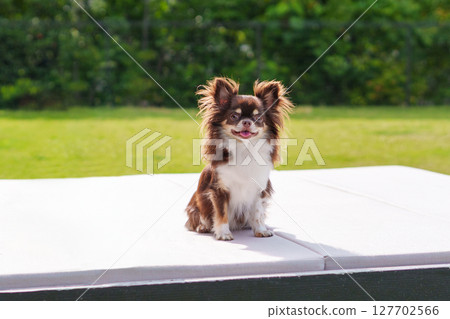 Chihuahua with a smile 127702566