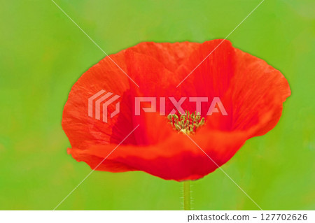 房屋周圍鮮花盛開，四季皆宜。初夏時節，公園的花園裡，五顏六色的罌粟花開始綻放。 127702626