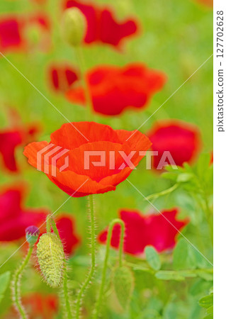Flowers around the house, various seasons. Colorful poppies have started to bloom in the flower garden in the park in early summer. 127702628