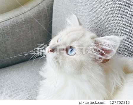 白長毛貓 白長毛貓 127702813