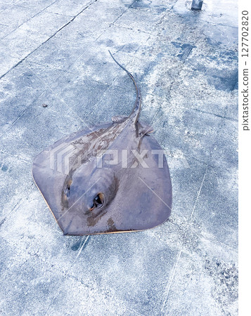 捕獲黃貂魚 127702820