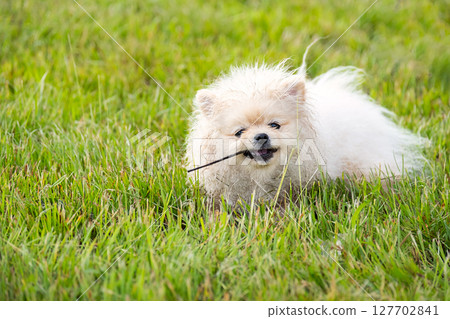 White Pomeranian Dog Playing in Green Grass with Stick, Happy Puppy Having Fun Outdoors. Cute Pet Portrait. 127702841
