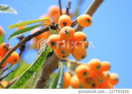 Loquat fruit that has reached the harvest season 127702856