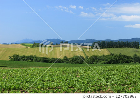 Biei rural area 127702962