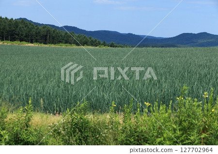 Onion fields covering the hills Onion fields covering the hills 127702964