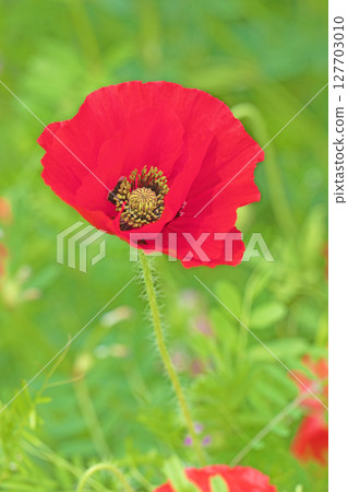 Flowers around the house, various seasons. Colorful poppies have started to bloom in the flower garden in the park in early summer. 127703010
