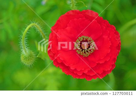 Flowers around the house, various seasons. Colorful poppies have started to bloom in the flower garden in the park in early summer. 127703011