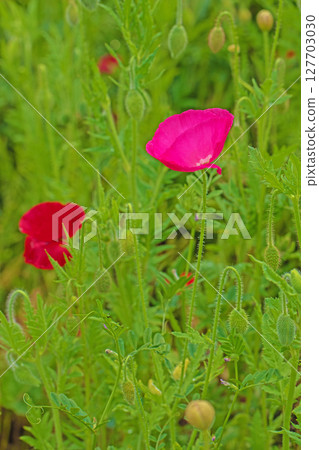 房屋周圍鮮花盛開,四季皆宜。初夏時節,公園的花園裡,五顏六色的罌粟花開始綻放。 房屋周圍鮮花盛開,四季皆宜。初夏時節,公園的花園裡,五顏六色的罌粟花開始綻放。 127703030