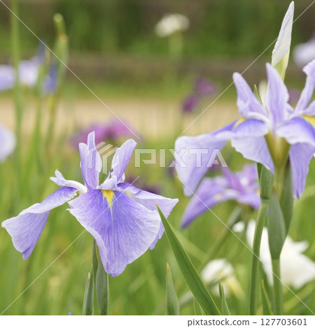 Beautiful pale purple flowers blooming in early summer: Japanese iris Beautiful pale purple flowers blooming in early summer: Japanese iris 127703601