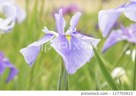 Beautiful pale purple flowers blooming in early summer: Japanese iris Beautiful pale purple flowers blooming in early summer: Japanese iris 127703623