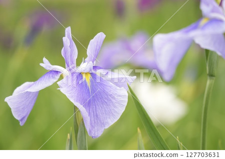 Beautiful pale purple flowers blooming in early summer: Japanese iris Beautiful pale purple flowers blooming in early summer: Japanese iris 127703631