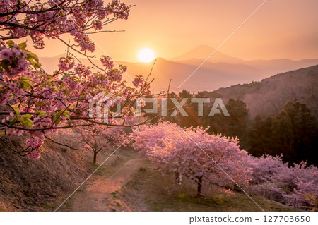 Cherry blossoms, Mt. Fuji and the sunset 127703650