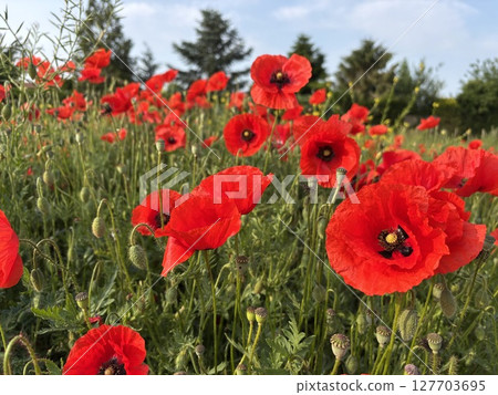 Red poppies blooming in full season. Field of colorful flowers Red poppies blooming in full season. Field of colorful flowers 127703695