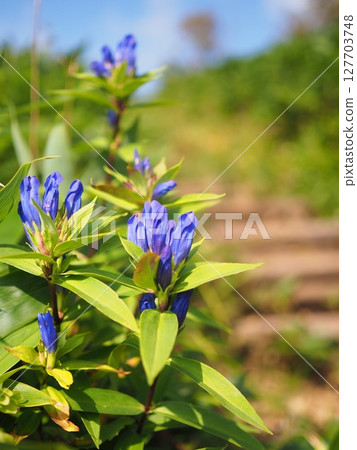 Gentian Lake Nozori 127703748