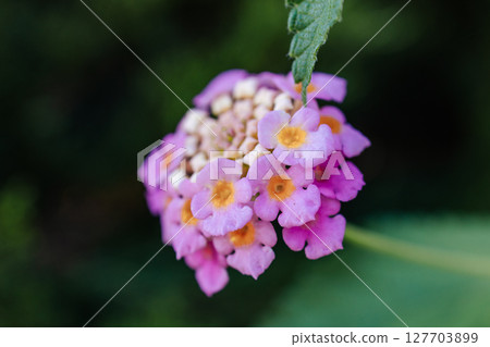Close-up of lantana inflorescence with bright pink and orange flowers on soft green background. Macro photography. Natural beauty of the plant on a sunny summer day. Close-up of lantana inflorescence with bright pink and orange flowers on soft green background. Macro photography. Natural beauty of the plant on a sunny summer day. 127703899