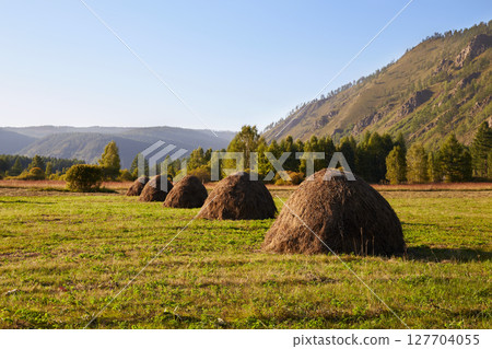Haystacks on an agricultural field in summer or early autumn. Haystacks on an agricultural field in summer or early autumn. 127704055