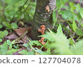 Fruit trees infested with longhorn beetles 127704078