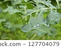 Vegetable leaves eaten by insects 127704079