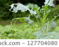 Vegetable leaves eaten by insects 127704080
