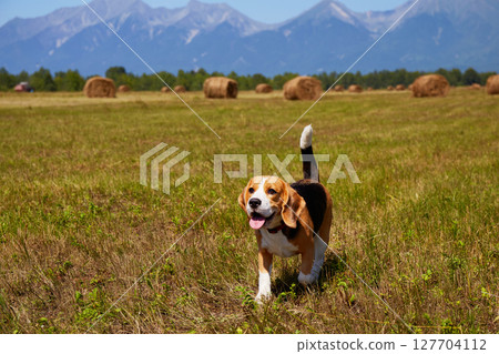 A cute beagle dog walks through a freshly mown meadow A cute beagle dog walks through a freshly mown meadow 127704112