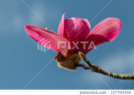 Flowers around the house, various in each season. The red magnolia flowers have bloomed and stand out against the blue spring sky. Flowers around the house, various in each season. The red magnolia flowers have bloomed and stand out against the blue spring sky. 127704304