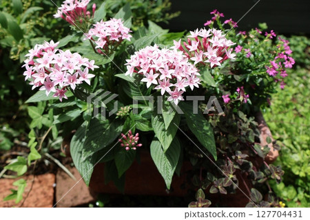 Pale pink pentas planting Pale pink pentas planting 127704431