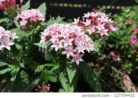 pale pink pentas flower pale pink pentas flower 127704432