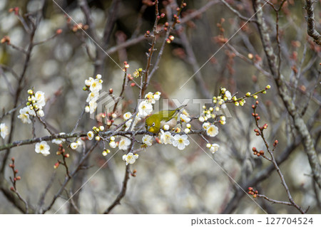 梅花和白眼 127704524