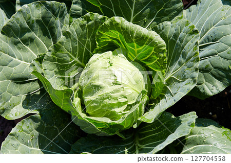Green Cabbage head in open ground, in the garden 127704558