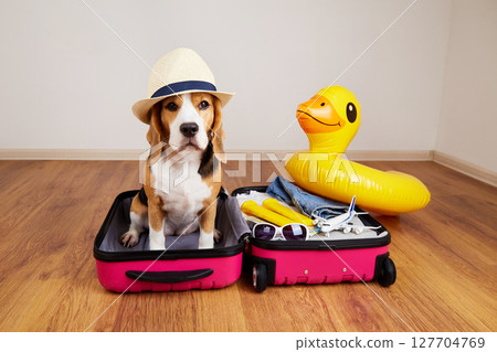 A beagle dog in a straw hat sits in a suitcase 127704769