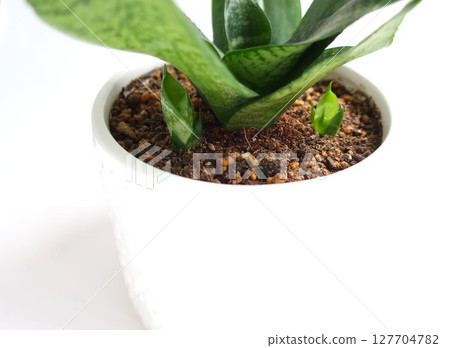 虎尾蘭幼苗室內植物 127704782