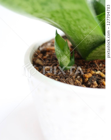 虎尾蘭幼苗室內植物 127704783