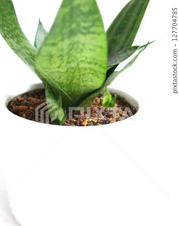Sansevieria sprouts houseplant Sansevieria sprouts houseplant 127704785