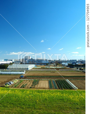 A view of fields with rape blossoms blooming in early spring from the banks of the Edogawa River 127704903