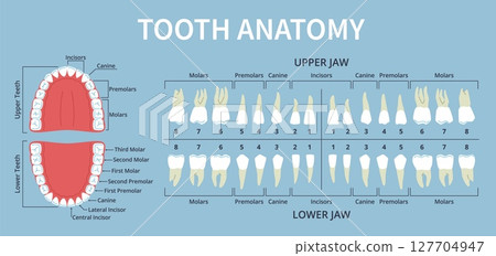 Human dental anatomy elements. Teeth types, lower and upper jaws, orthodontic, oral cavity structure, molar, incisors and canine tooth with roots, medical infographic poster nowaday vector set 127704947