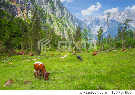 Alpine meadow with cows and rustic houses in Berchtesgaden National Park 127704996