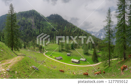 Alpine meadow with cows and rustic houses in Berchtesgaden National Park Alpine meadow with cows and rustic houses in Berchtesgaden National Park 127705012