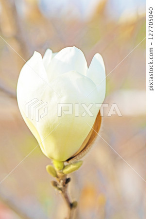 Flowers around the house, various in each season. Large white flowers have bloomed on the magnolia tree in the garden. 127705040