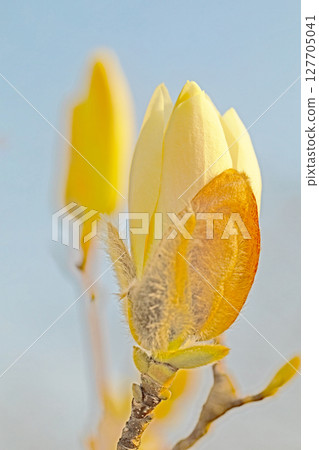 房子周圍鮮花盛開，四季各異。花園裡的玉蘭花樹上開滿了白色的大花。 127705041