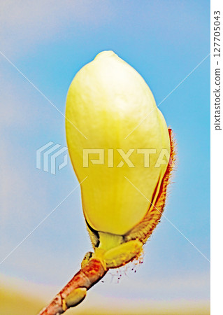 房子周圍鮮花盛開，四季各異。花園裡的玉蘭花樹上開滿了白色的大花。 127705043