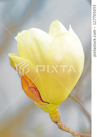 房子周圍鮮花盛開，四季各異。花園裡的玉蘭花樹上開滿了白色的大花。 127705055