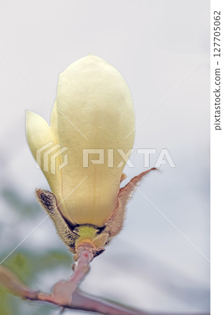 房子周圍鮮花盛開，四季各異。花園裡的玉蘭花樹上開滿了白色的大花。 127705062