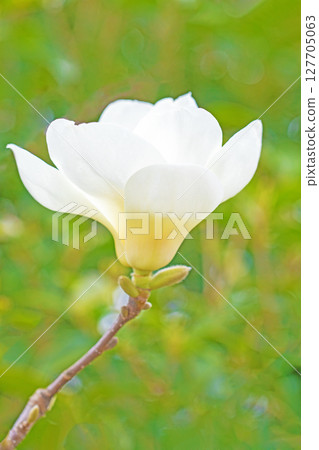 房子周圍鮮花盛開，四季各異。花園裡的玉蘭花樹上開滿了白色的大花。 127705063