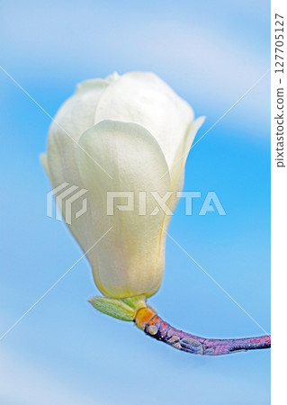 房子周圍鮮花盛開,四季各異。花園裡的玉蘭花樹上開滿了白色的大花。 房子周圍鮮花盛開,四季各異。花園裡的玉蘭花樹上開滿了白色的大花。 127705127